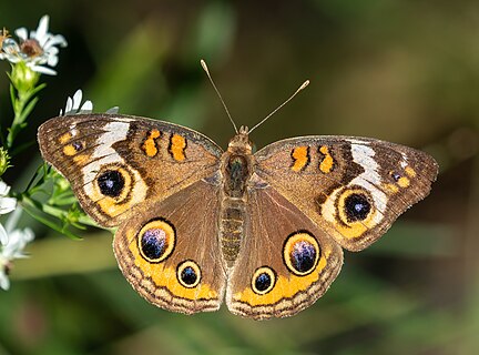 Common buckeye