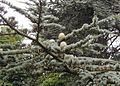 Cedr (Cedrus atlantica)