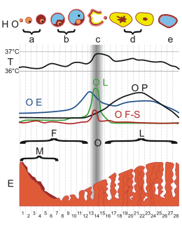 Description de l'image MenstrualCycle gen.svg.