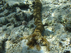 Synapta maculata (Holothuroidea, île de La Réunion)