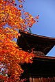 多宝塔 紅葉の季節