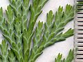 Image 11Cupressaceae: scale leaves of Lawson's cypress (Chamaecyparis lawsoniana); scale in mm (from Conifer)