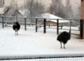 シベリア、クラスノヤルスクの動物園にいるダチョウ