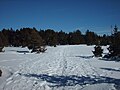 Črni borovci blizu Valdelinaresa, Sierra de Gúdar