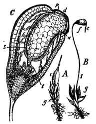 Gewoon krulmos: A: Bladscheut (g) met een jong sporogoon, dat omsloten wordt door de calyptra (c). B: Met bijna rijp sporogoon; s=seta; f=doosje; c=calyptra. C:Mediane-longitudinale doorsnede van een doosje met de seta dat naar de basis toe verwijdt in de apofyse; d=operculum; p=peristoom; a=annulus; c=columella; s=archesporium; h=luchtholte tussen de sporezak en de wand van het doosje.