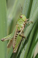 Omocestus viridulus – Weibchen