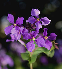 Blöitenstand fon ju Oard Orychophragmus violaceus (syn.: Raphanus violaceus)