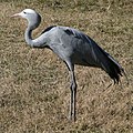 Paradicsomdaru (Anthropoides paradisea)