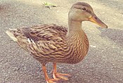 Un de los patitos arriba (sacado de ~0.5 metros: los patos de Central Park no tiene miedo de humanos)