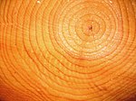 Growth rings