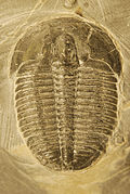 Elrathia kingii (Ptychopariida).