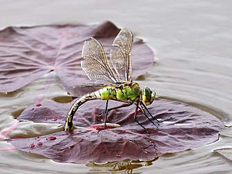 Un Anax empereur (Anax imperator). Photo prise à Gubbeen, dans le comté de Cork (Irlande). (définition réelle 2 800 × 2 100)