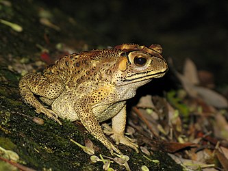 Common Indian Toad