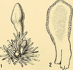 Stroma met peritheciën