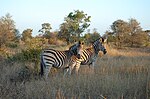 Thumbnail for Kruger National Park