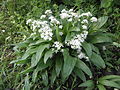 Flowering plant