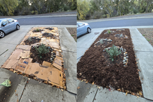 To the left, a panel showing five plants separated by a layer of torn-up cardboard panels. To the right, a layer of redwood bark mulch has been added to cover the cardboard.