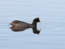 Kuoduotasis laukys (Fulica cristata)