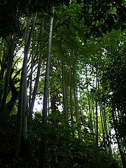 Pubesens Phyllostachys ing Taman Botani Batumi