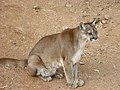 poema (Puma concolor)