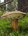 Bay Bolete (Boletus badius)