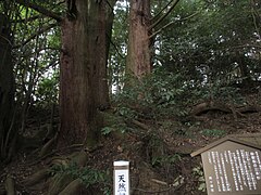 自害峯の三本杉（岐阜県不破郡関ケ原町）