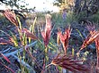 Bromus rubens