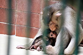 Javaneraffe (Macaca fascicularis) mit Jungtier