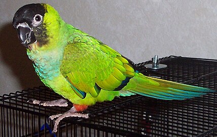 Left facing black-headed parakeet atop black mesh cage