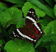 Anartia fatima