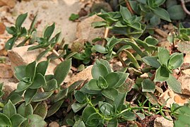 Crassula globularioides ✓