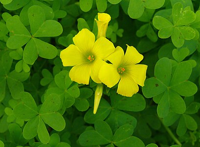 Oxalis pes-caprae, חמציץ נטוי, Israel