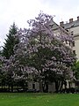 Paulownia tomentosa ծառի ընդհանուր տեսքը