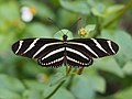 Thumbnail for Heliconius charithonia