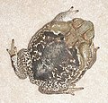 Rhinella schneideri