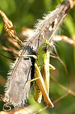 Pseudochorthippus montanus – Männchen