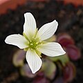 Květ mucholapky podivné (Dionaea muscipula)