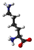 Ball-and-stick model of lysine at physiological pH (zwitterionic form)