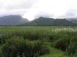 Kawainui Marsh