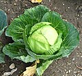 Brassica oleracea Kelompok Capitata - kubis. Contoh dalam gambar adalah bentuk putih (fa. alba).