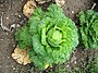 Brassica oleracea Kelompok Sabauda, juga biasa dikelompokkan pada Kelompok Capitata - kubis Savoy.