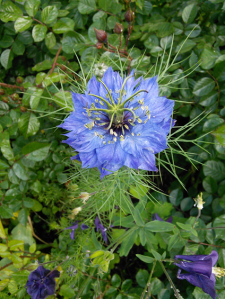 garden11