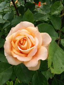 garden13