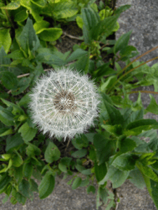 garden14