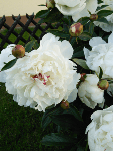 garden4