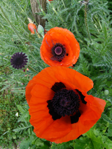 garden8