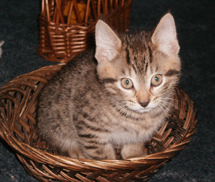 b cat2