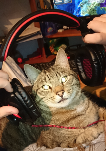 b cat7