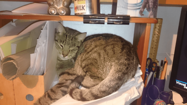 cat