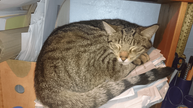 cat1